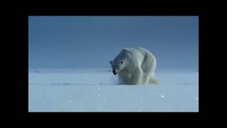 The Tragically Hip - Problem Bears