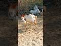 Goat Animal Breed in 2024 | New goat Breeding #animal #dog #nature #animabreed #dogbreed