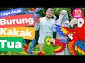 LAGU ANAK Burung Kakak Tua Burung KakakTua Lagu Anak Indonesia Populer Syaki Kisya