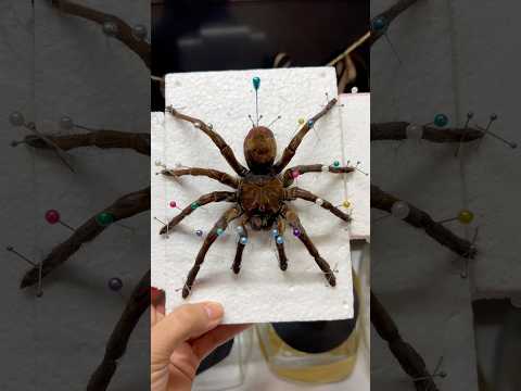 Play Video Youtube Video