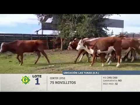 Lote Novillitos en Las Tunas (E.Rios)