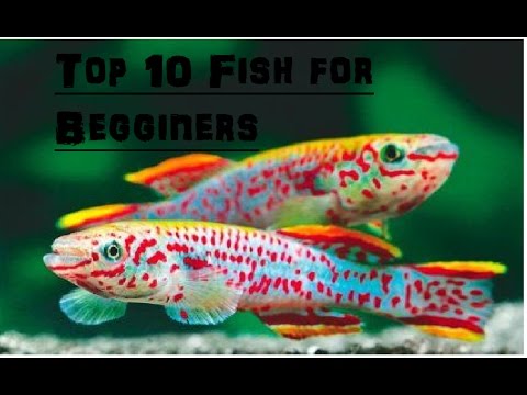 Top 10 Freshwater Fish For Beginners.