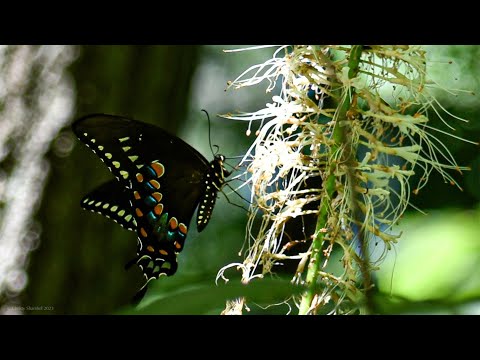 Guided Meditation: Everything Belongs - Tara Brach