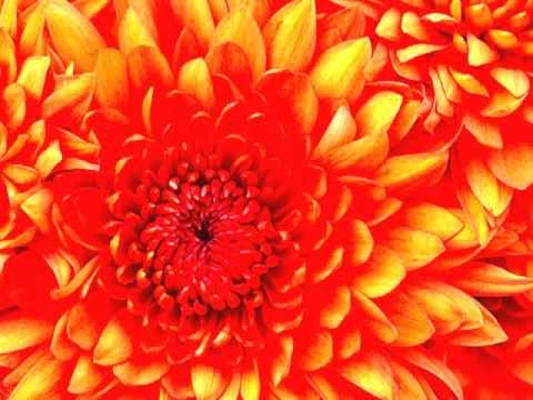 download lagu mp3 mp4 Triana Un Jardin Electrico, download mp3 Triana Un Jardin Electrico free download mp3, download mp3 Triana Un Jardin Electrico