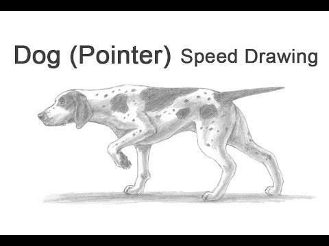 English / German Shortheired Pointer Dog Time-lapse / Speed Drawing