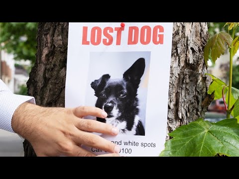 How to find a lost pet: Expert advice to bring your dog or cat home safely