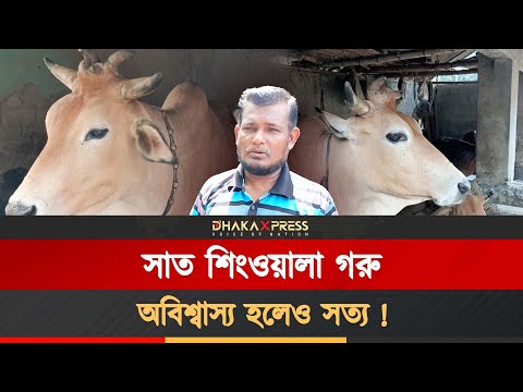 রূপকথার ৭ শিংওয়ালা গরু এখন বাস্তবে!