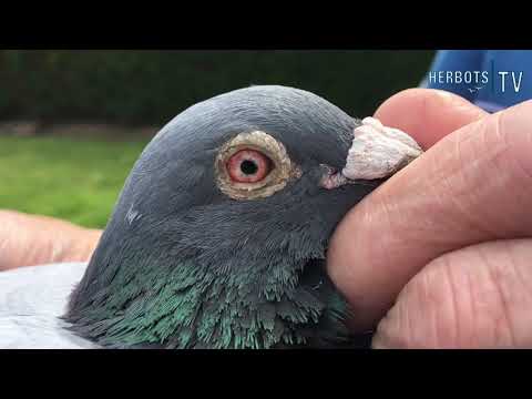 Lens Jules (Putte): 1st National Issoudun 14,755 yearbirds - fastest against 24,532b. 2021