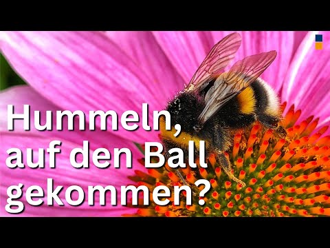 Sind Hummeln und Bienen unsere zukünftigen Brettspielgegner als intelligente und empfindsame Tiere?