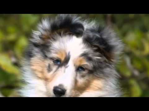 60 Seconds Of Cute Shetland Sheepdog Puppies!
