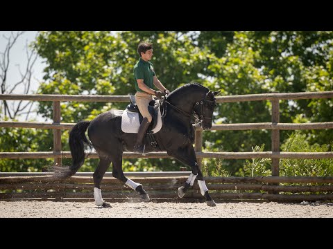 **SOLD** Superb piro free black stallion - top dressage prospect (REF#571)