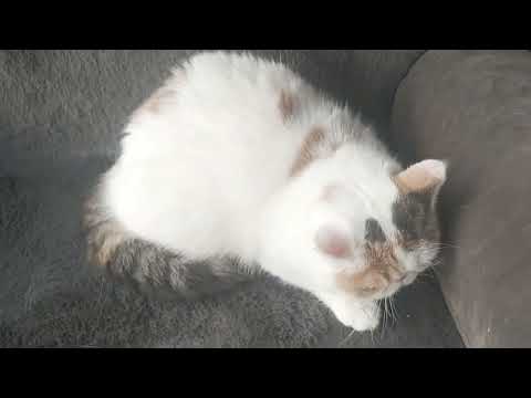 Exotic Shorthair Kitten cat - Image 2