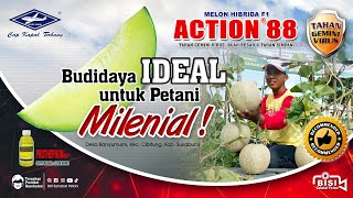 Download lagu BISI Sahabat Petani: #melon ACTION-88, Budidaya Ideal untuk #petanimilenial - Tahan Virus mp3