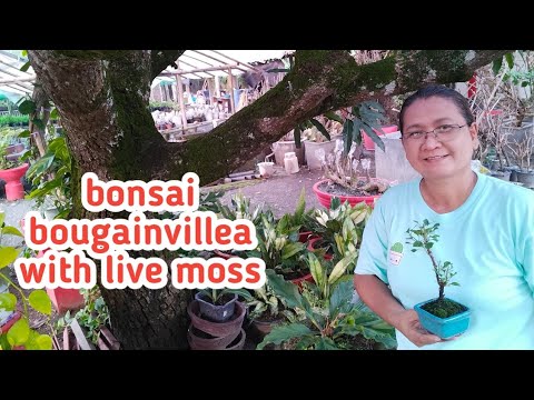 HOW TO CREATE BONSAI BOUGAINVILLEA WITH LIVE MOSS