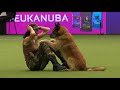 Amazing Dog Performs CPR, Squats and Press Ups in Heelwork To Music Routine   Crufts 2017