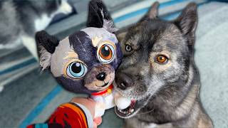 Is My Husky Okay? Time for a Health Update and More!