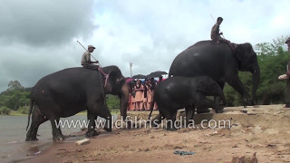 Elephant training Camp in South India : Sakrebailu