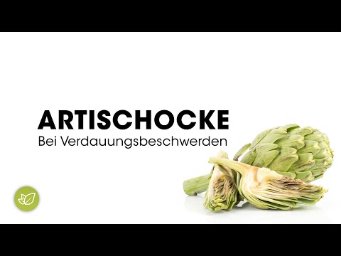 Artischocke bei Verdauungsbeschwerden