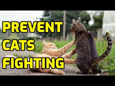 7 Ways To Stop Cats Fighting With Each Other
