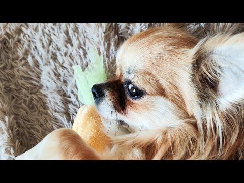 Новый слинг для собак💜 Наша прогулка и распаковка слинга #маленькиесобаки #маленькиесобачки #dog