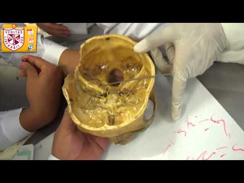 Anatomía [Lab] - Agujeros de la Base del Craneo