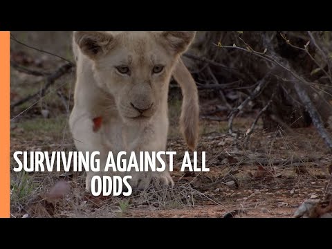 Lions - Surviving against all odds | Full Documentary