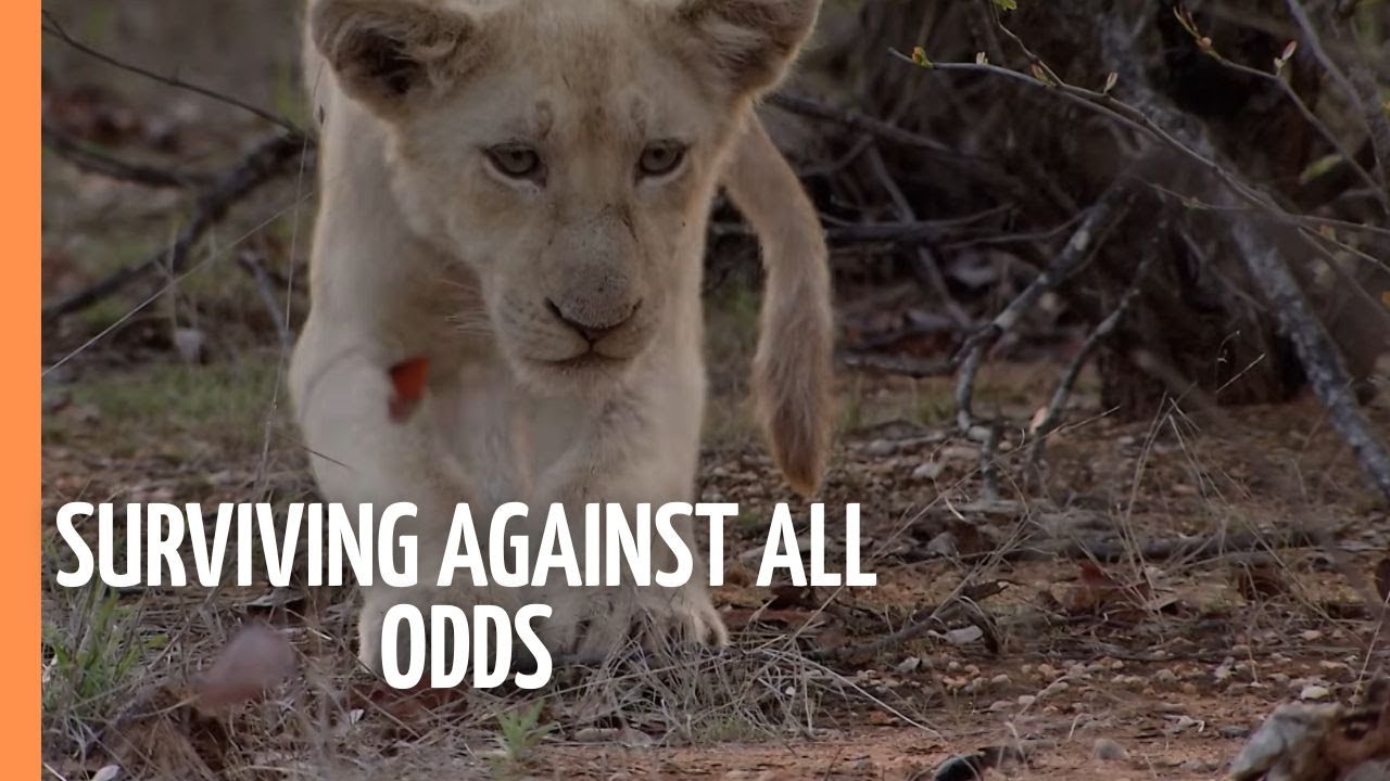 White Lions - Surviving against all odds | Full Episode