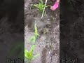 Comfort Hoe Garden Work Made Easy