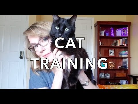Teach Your Cat to Come When Called! - YouTube