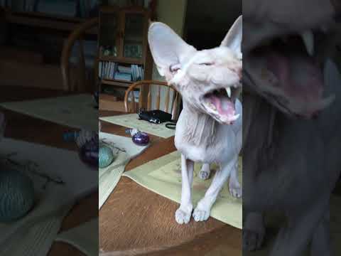 Sphynx cat meow and poses for the camera!