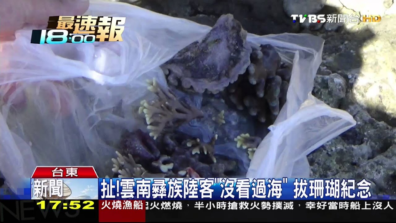 惡劣!陸客盜採保育珊瑚 稱「帶給孫子看」