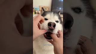 Dono Fez uma Surpresa para seu Cachorrinho 🐶❤️