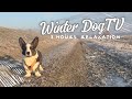 ❄️ 8 Hour of Winter Dog TV 🐶 Relaxing TV for Dogs 🐾 Calming Music & Peaceful Video for Dogs to Watch