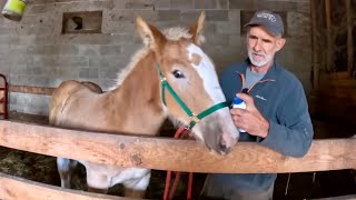 MEET BELLE! Our new Filly has Arrived at the Farm!! #850