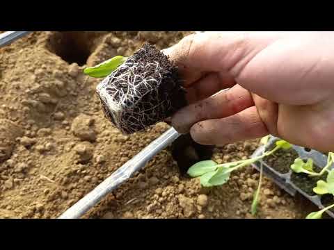 Planting cabbage in greenhouses extremely early Sadnja kupusa veoma rano
