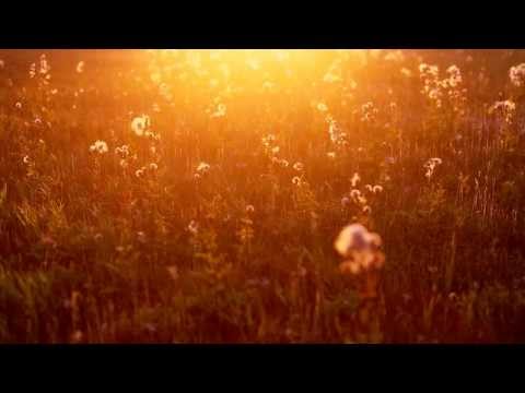 Stumbleine - Nicotina