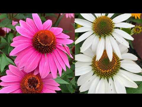 Praise The Beauty Of Nature | Zaika With Jabeen