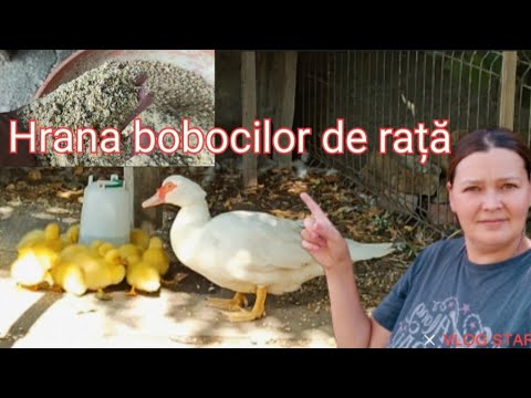 Hrana bobocilor de rață in prima săptămâna de viață