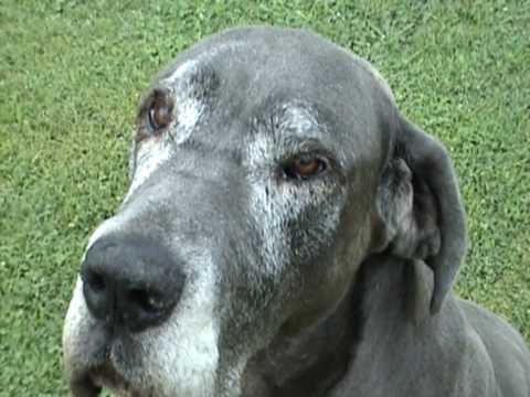 Keera The Great Dane