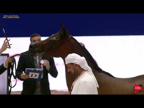 N 51 MENARA NEJMA   A H  Moroccan Breeders' Cup 2019   2 Years Old Fillies Class 2