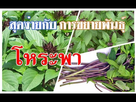 มือขวา motherwort และความแข็งแรง ซื้อตัวชี้นำม้าเชื้อโรค