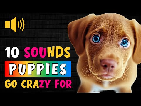 Top 10 Sounds Puppies Go Crazy For (Cutest Reactions Ever!)