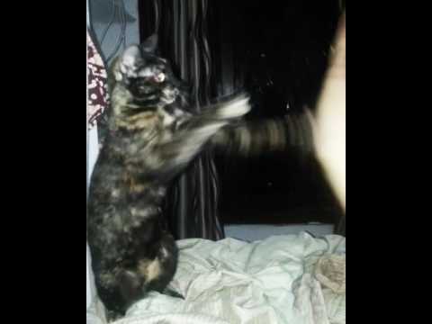 Keisha, the fighter cat