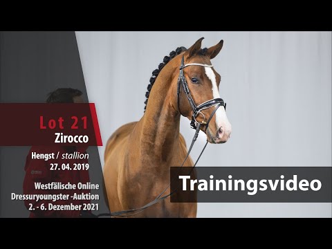 Online Dressuryoungster-Auktion Training Lot 21 Zirocco v. Zoom - Fürstenball