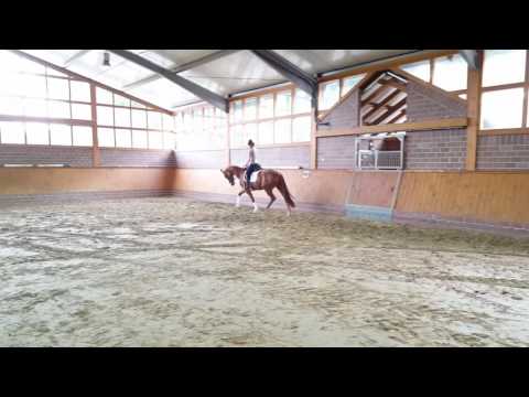 Bon Dressage v. Bon Bravour x Rohdiamant  *2013