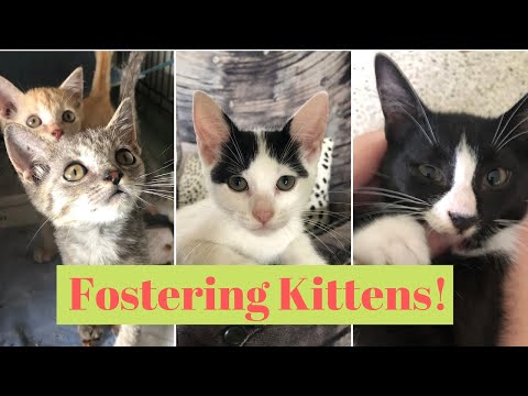 A Day of Fostering Kittens! How to Foster Cats & Kittens