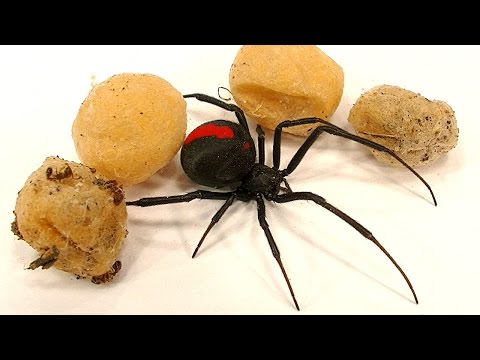 4 Deadly Spider Egg Sacs Whats Inside Is Amazing