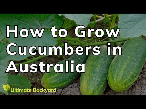 How to Grow Cucumbers in Australia