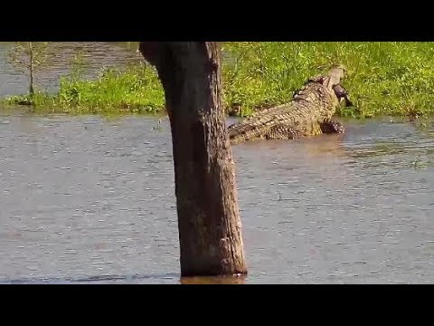 Djuma: Crocodile has caught a Terrapin - 09:09 - 02/26/20