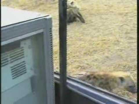 hyena pups at jeep 8-16